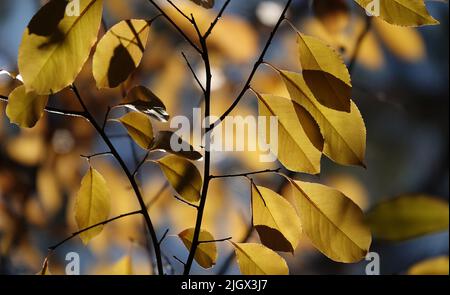 Feuille d'automne sur une branche d'arbre dans des rayons de soleil de lumière Banque D'Images