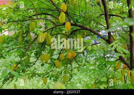 Fruits d'étoile frais sur arbre prêts à la récolte Banque D'Images