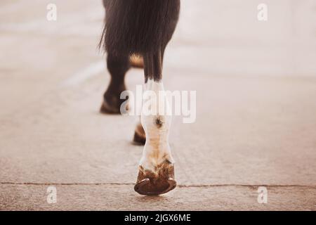 Les jambes d'un beau cheval noir bande avec des sabots de la hutte sur l'asphalte dans l'écurie. La vie équestre. Fer à cheval. Banque D'Images