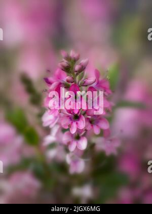 Un gros plan d'une belle fleur rose Hebe sur un fond rose et vert doux Banque D'Images
