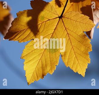 Feuille d'automne sur une branche d'arbre dans des rayons de soleil de lumière Banque D'Images