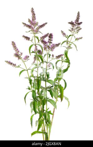 menthe de cheval argenté avec fleurs, isolée sur fond blanc. Mentha longifolia. Médecine à base de plantes. Masque Banque D'Images