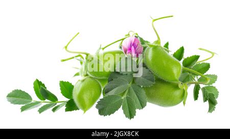 Pois chiches verts dans la gousse avec des feuilles et des fleurs vertes, isolés sur fond blanc. Cicer arietinum. Masque Banque D'Images