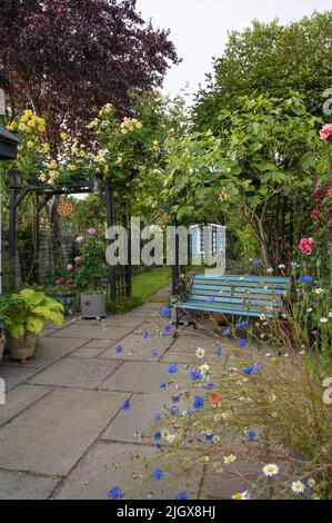 Jardin arrière de banlieue coloré en été. Angleterre, Royaume-Uni Banque D'Images