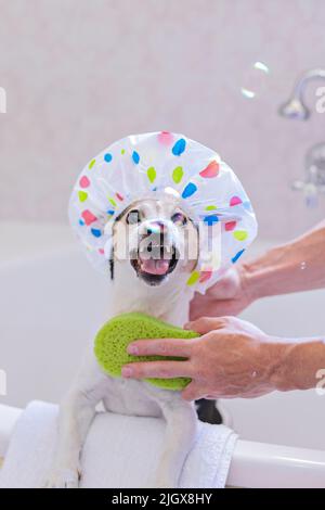 Portrait d'un chien avec bonnet de douche s'amuser avec des bulles de savon dans la salle de bains Banque D'Images