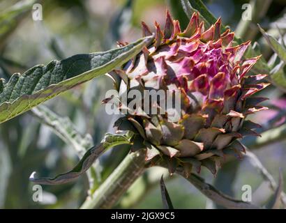 Artichoke Thistle , Cynara cardunculus Banque D'Images