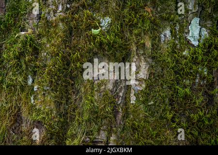 Texture gaufrée de l'écorce brune d'un arbre avec mousse verte et lichen dessus. Panorama circulaire élargi de l'écorce d'un chêne. Banque D'Images