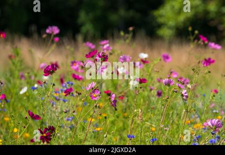 Fleurs sauvages colorées, photographiées dans la vallée de la Loire, en France Banque D'Images