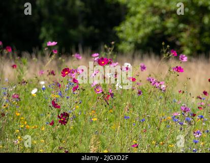 Fleurs sauvages colorées, photographiées dans la vallée de la Loire, en France Banque D'Images