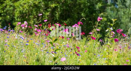 Fleurs sauvages colorées, photographiées dans la vallée de la Loire, en France Banque D'Images