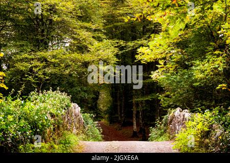 Traverser un vieux pont de pierre dans le cadre boisé historique Deerpark dans le comté de Cavan, Virginie, Irlande. Banque D'Images