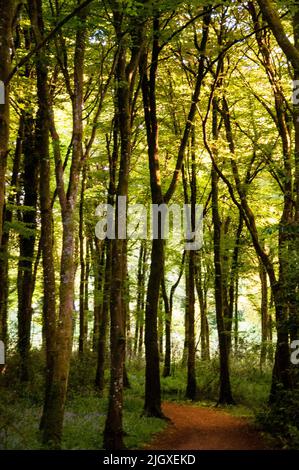 Sentier forestier historique au Virginia Park Lodge dans le comté de Cavan, Irlande. Banque D'Images