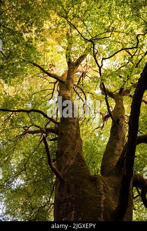 Grands arbres sur le domaine de Virginia Park dans le comté de Cavan, Virginie, Irlande. Banque D'Images