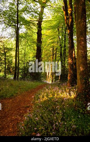 Sentiers forestiers dans le comté de Cavan, Virginie, Irlande. Banque D'Images