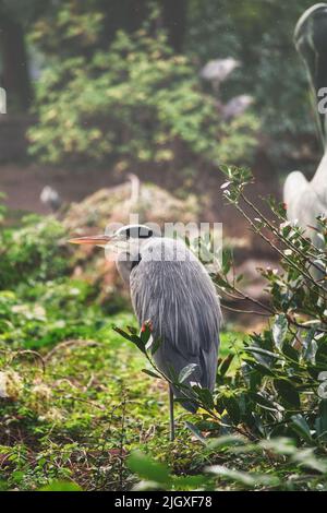 Le héron gris est assis sur la terre et repose au soleil. Un chasseur élégant qui se trouve presque partout dans le monde. Photo animale d'un oiseau de la nature Banque D'Images