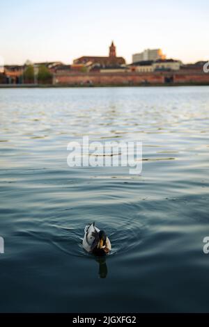 Canard nageant dans le lac du Pont neuf, Toulouse au coucher du soleil Banque D'Images