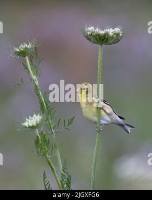 Femelle d'American Goldfinch (Spinus tristis) perchée sur une tige de carotte sauvage - Sarnia, Ontario, Canada Banque D'Images