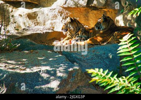 Trois petits tigres couchés au repos. Fourrure rayée des prédateurs élégants. Grand chat d'Asie. Photo d'animal de mammifère Banque D'Images