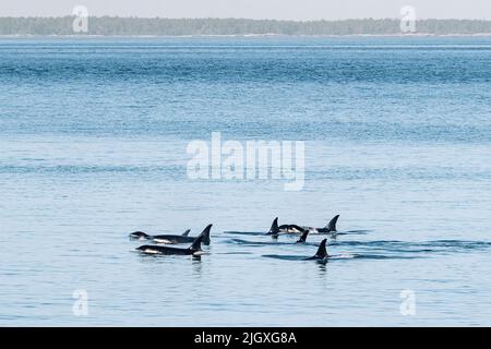 Killer Whales, J Pod, nageant ensemble près des îles de San Juan Banque D'Images