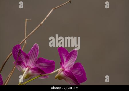 La fleur d'une orchidée en fleur est violet clair, isolée sur fond marron Banque D'Images