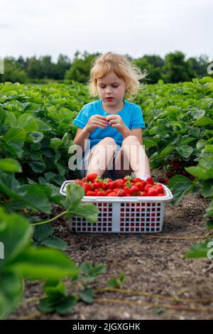 Petite fille cueillant et mangeant des fraises à la ferme des fraises en seson d'été. Enfant assis dans le champ avec un panier de baies rouges. Banque D'Images