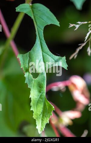 Une feuille verte (willowherb) avec des sections coupées par une abeille à feuilles (panneaux d'abeille à feuilles) pendant l'été, Angleterre, Royaume-Uni Banque D'Images
