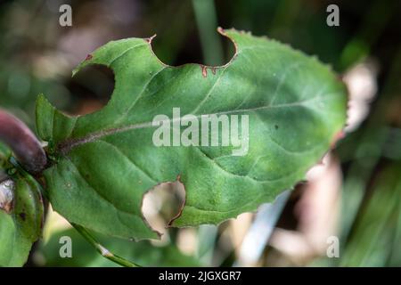 Une feuille verte (willowherb) avec des sections coupées par une abeille à feuilles (panneaux d'abeille à feuilles) pendant l'été, Angleterre, Royaume-Uni Banque D'Images
