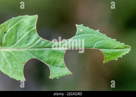 Une feuille verte (willowherb) avec des sections coupées par une abeille à feuilles (panneaux d'abeille à feuilles) pendant l'été, Angleterre, Royaume-Uni Banque D'Images