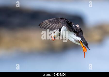 Puffin en vol au-dessus de l'île de Lunga, Écosse, Royaume-Uni Banque D'Images