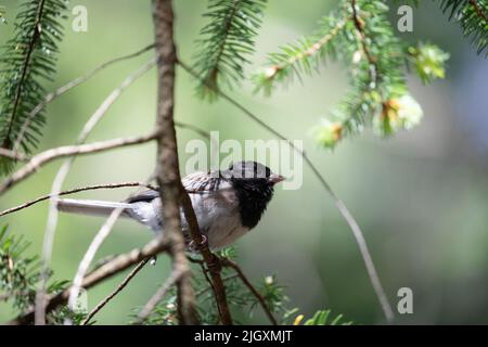 junco aux yeux sombres, assis sur une branche en vue de l'extérieur, près de Poets Cove, en Colombie-Britannique Banque D'Images