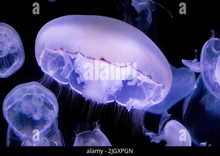 Méduse commune, Aurelia aurita, méduse lunaire, gelée lunaire ou gelée soucoupe Banque D'Images