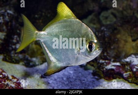 Diamondfish, Monodactylus argenteus, Océan Pacifique Banque D'Images