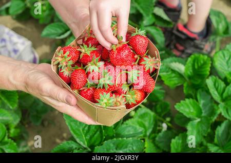 Les mains d'une femme âgée tiennent une boîte de fraises maison, la main d'un enfant prend les fraises de la boîte. Récolte de fraises maison. Banque D'Images