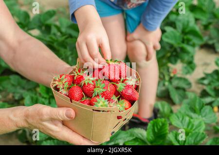 Les mains d'une femme âgée tiennent une boîte de fraises maison, la main d'un enfant prend les fraises de la boîte. Récolte de fraises maison. Banque D'Images