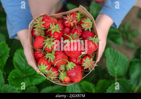 Boîte en carton avec fraises fraîches dans les mains des enfants, gros plan Banque D'Images