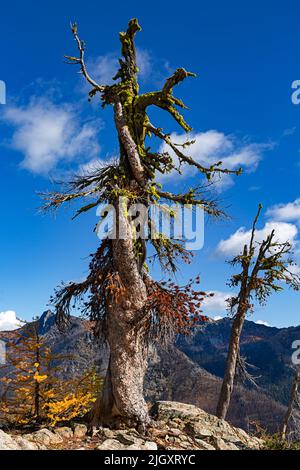 WA21707-00...WASHINGTON - un vieux museau torsadé haut au-dessus de la vallée de la rivière Entiat dans la forêt nationale Okanogan - Wenatchee. Banque D'Images