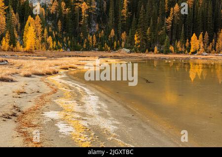 WA21729-00...WASHINGTON - lignes d'aiguilles de sapin et de mélèze sur la rive du lac Larch dans la région sauvage de Glacier Peak. Banque D'Images
