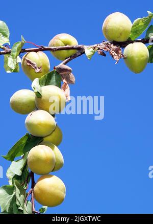 Beaucoup d'abricots verts non mûrs sur les branches des arbres Banque D'Images