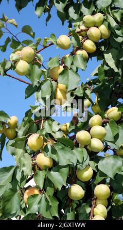 Beaucoup d'abricots verts non mûrs sur les branches des arbres Banque D'Images