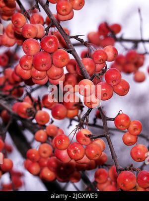 Beaucoup de branches d'arbre ranetki rouges et mûres, ils sont aussi des pommes paradisiaques Banque D'Images