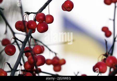 Beaucoup de branches d'arbre ranetki rouges et mûres, ils sont aussi des pommes paradisiaques Banque D'Images