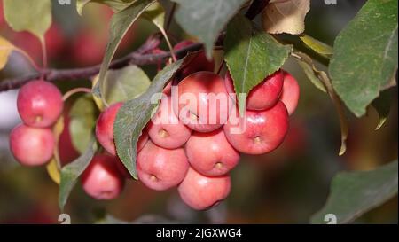 Beaucoup de branches d'arbre ranetki rouges et mûres, ils sont aussi des pommes paradisiaques Banque D'Images