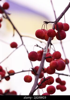 Beaucoup de branches d'arbre ranetki rouges et mûres, ils sont aussi des pommes paradisiaques Banque D'Images