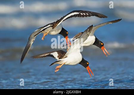 Oystercatcher américain. Haematopus palliatus. Comté de Nassau, NY. Des éleveurs américains en vol d'exposition territoriale. Banque D'Images