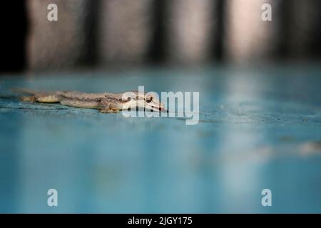 Lizard de la Maison asiatique (hemidactylus) ou gecko commun sur la table bleue Banque D'Images
