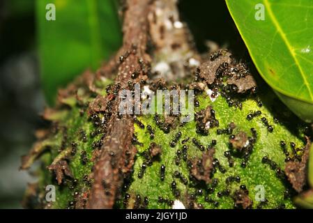 Des fourmis noirs qui se balanlent sur l'arbre fruitier du soursop Banque D'Images