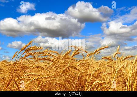 Vue panoramique de Field avec récolte de blé aux couleurs du drapeau ukrainien. Des oreilles dorées de blé mûr sur le champ ukrainien balanlant sur le vent. Kher Banque D'Images