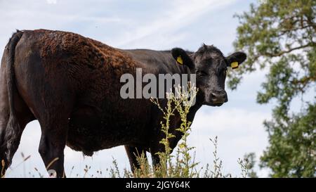 Un Bull se tourne pour regarder la caméra. Prise de vue depuis un angle bas, en dessous et derrière. Taureau brun, tête de taureau, corps de taureau, ciel bleu, arbre Banque D'Images