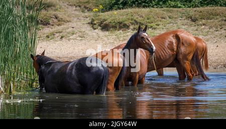 Chevaux dans l'eau. Un troupeau de chevaux dans un étang d'eau douce, paître sur des taureaux et se rafraîchir lors d'une chaude journée d'été en Angleterre le 2022 juillet Banque D'Images