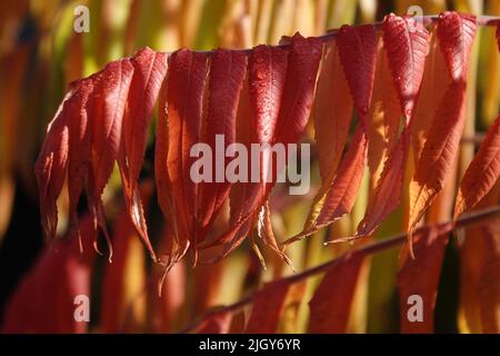 Les feuilles de l'arbre Sumac de la Corne de Stag à l'automne Banque D'Images